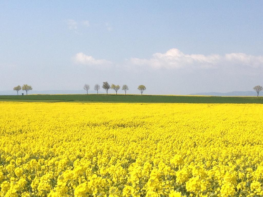Ferienwohnungen In De Goldisch Luft Gau-Algesheim Exteriör bild